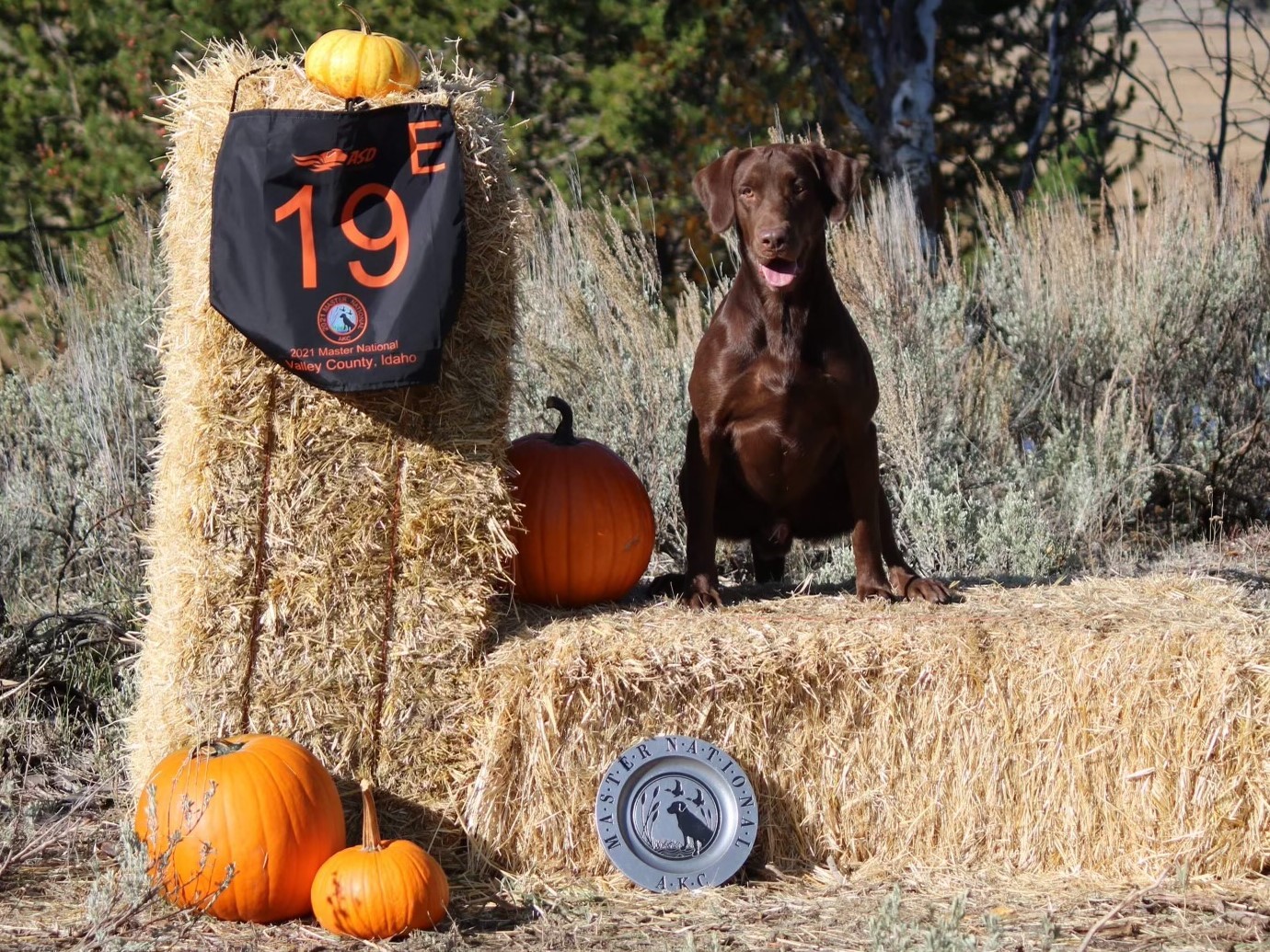 Caroline's El Cucuy MH | Chocolate Labrador Retriver