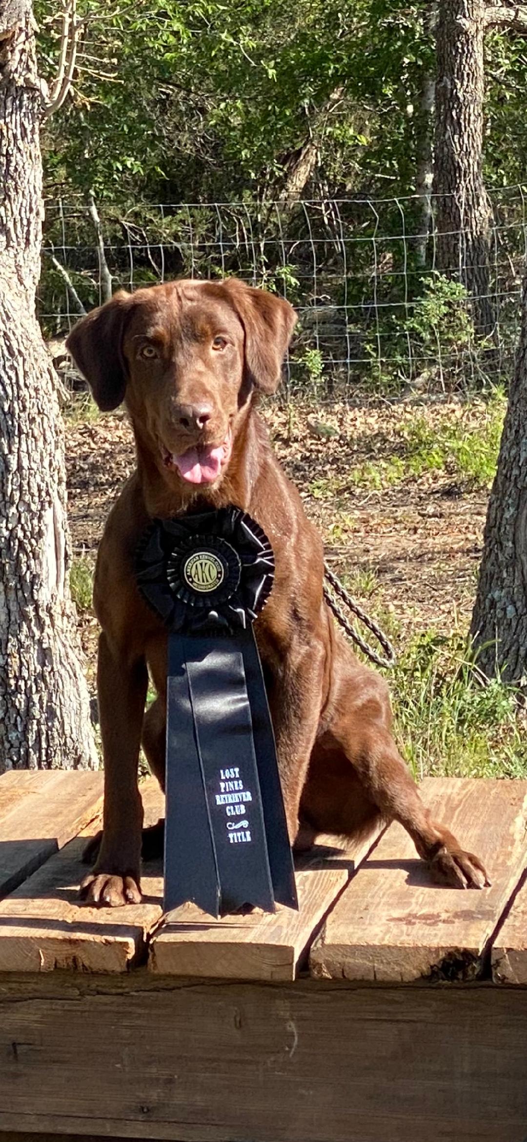 Caroline's El Cucuy MH | Chocolate Labrador Retriver