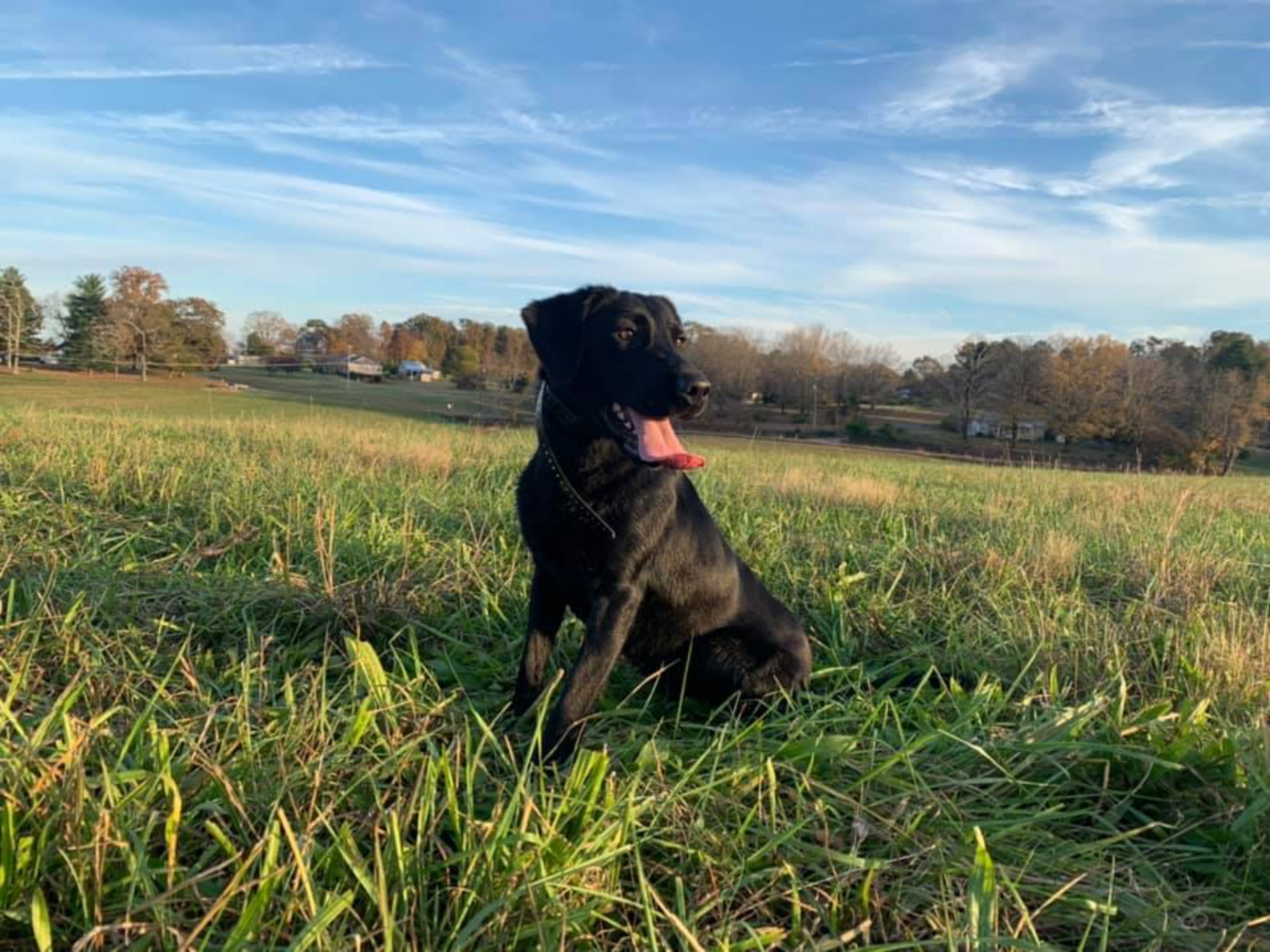 Double J’s Daisy Dukes | Black Labrador Retriver