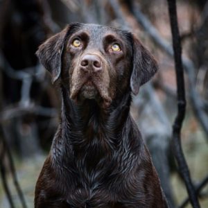 Duxbac Prairiestorm Vortex WCI JH | Chocolate Labrador Retriver