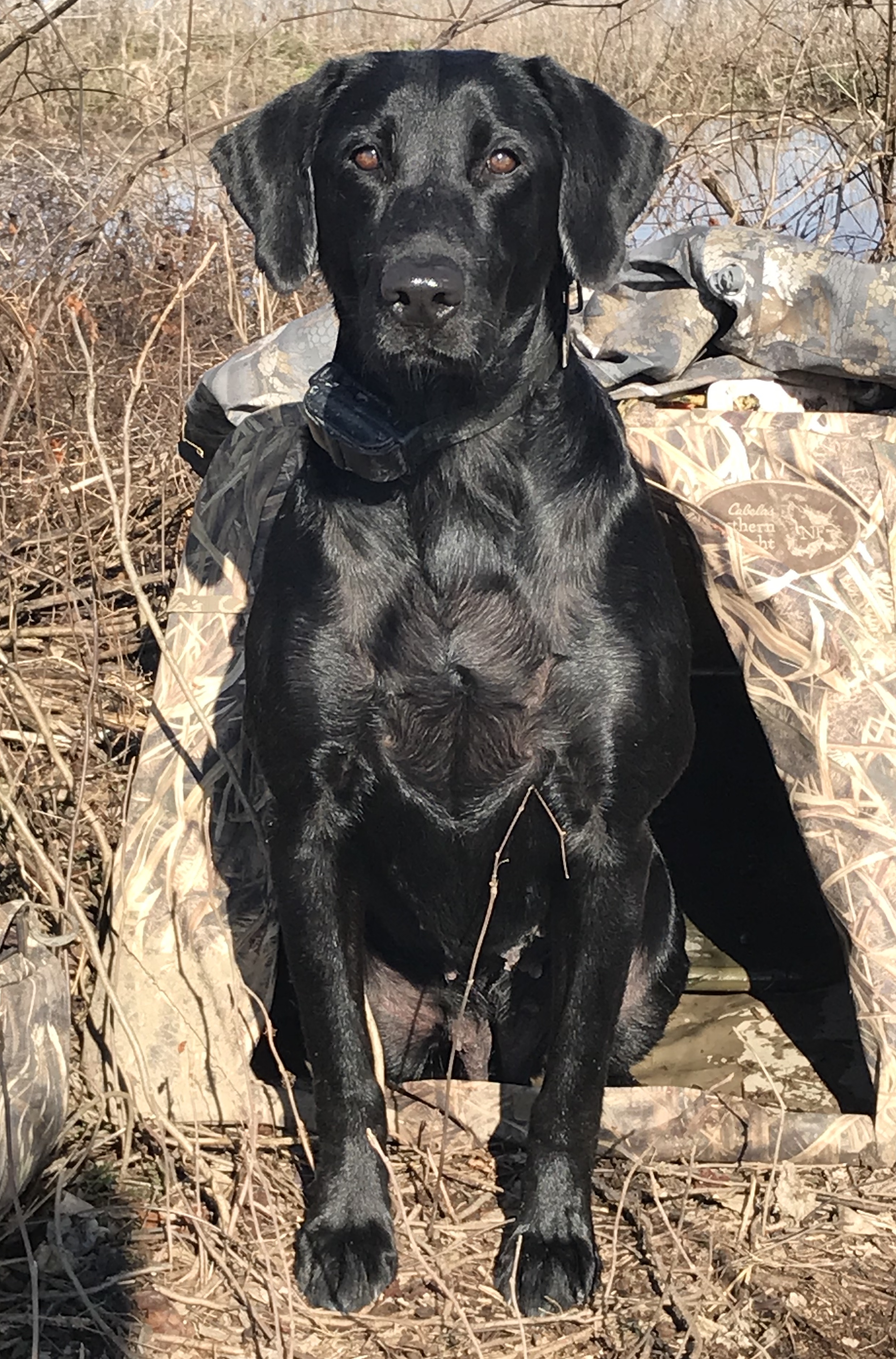 Candlewood's Crosswind Jagermeister MH | Black Labrador Retriver