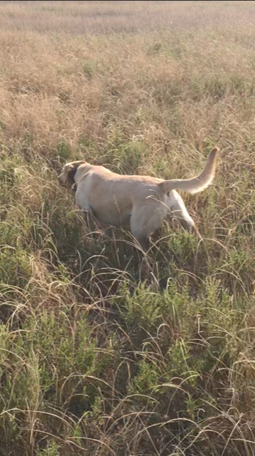 APR SHR Farbers High Point Indianna Juel | Yellow Labrador Retriver