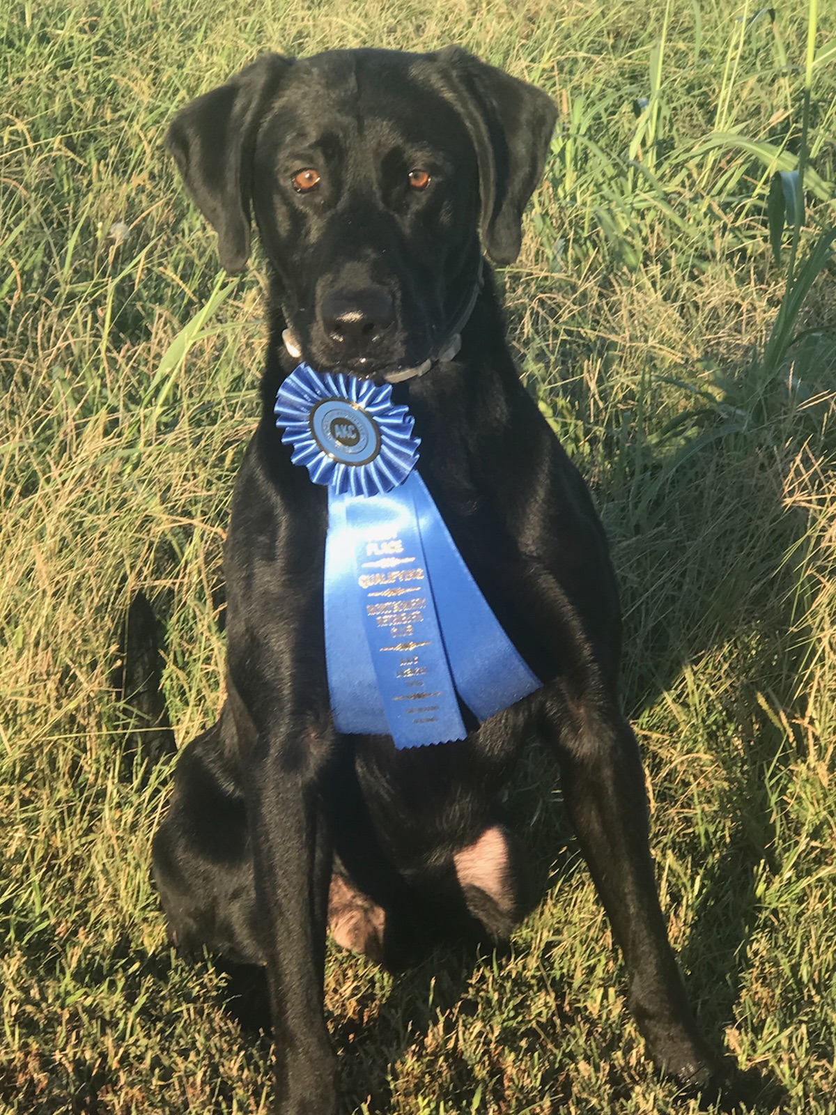 B. Bumbles Burning Ring Of Fire QAA | Black Labrador Retriver