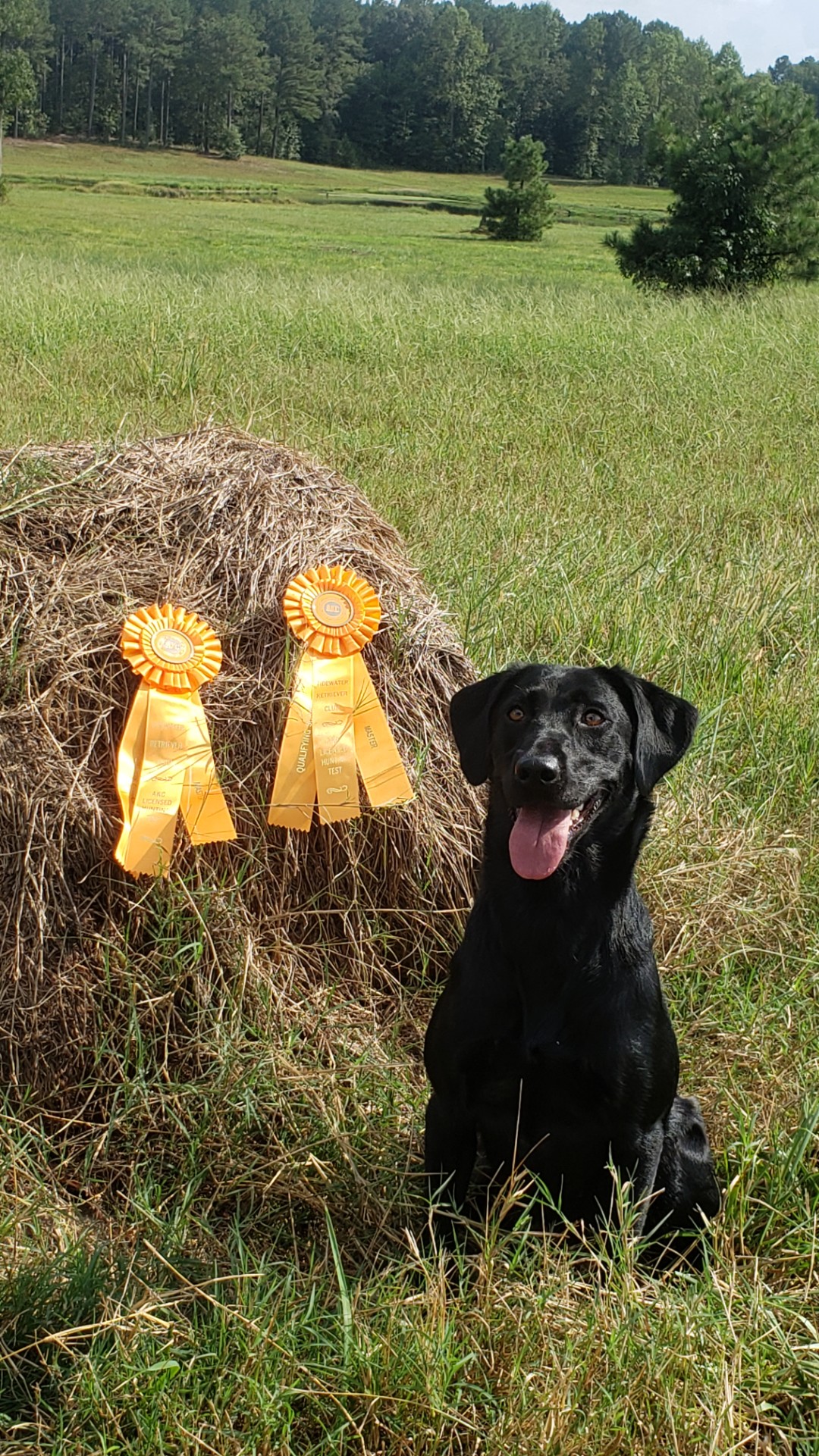 HRCH Ryder's Little Lola MH | Black Labrador Retriver