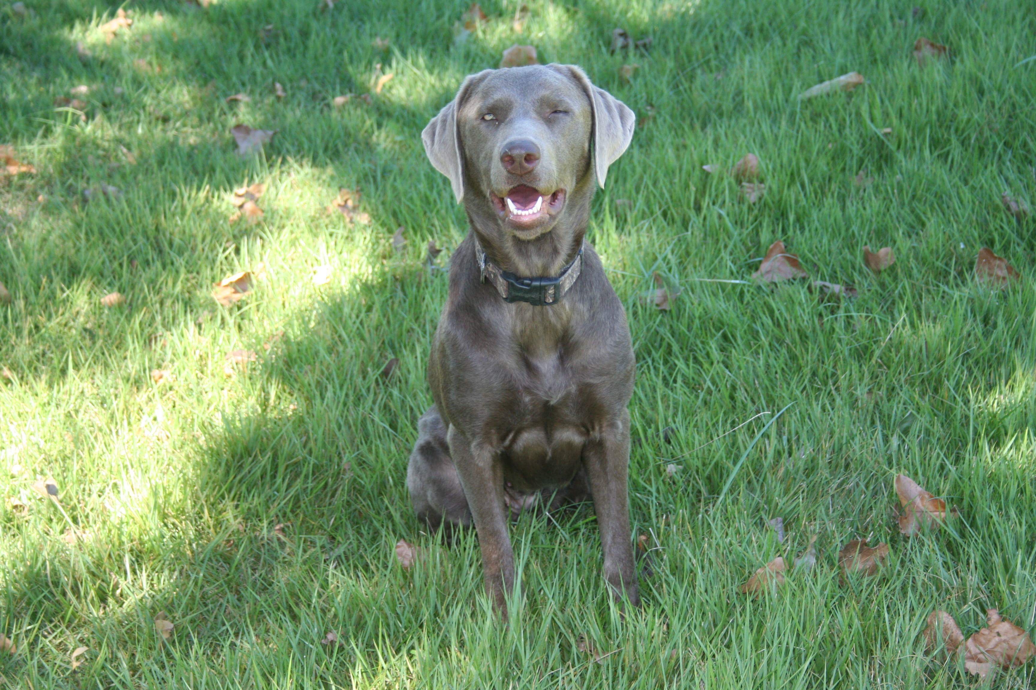 Huxleys Silver Moments | Chocolate Labrador Retriver