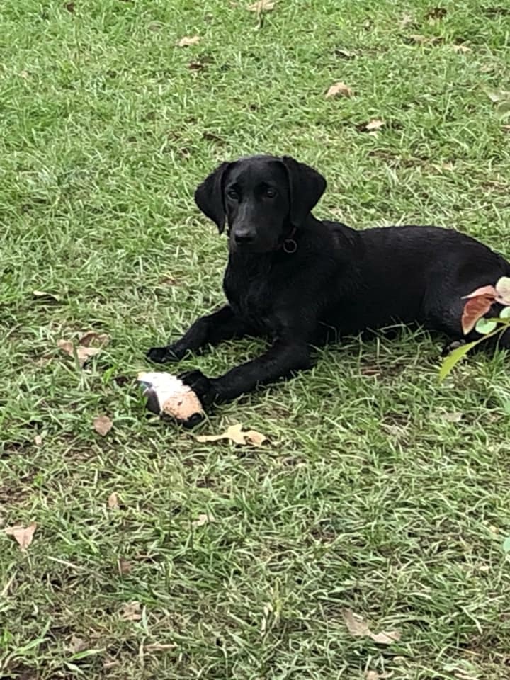 SHR Olde Oaks Emma Lou | Black Labrador Retriver