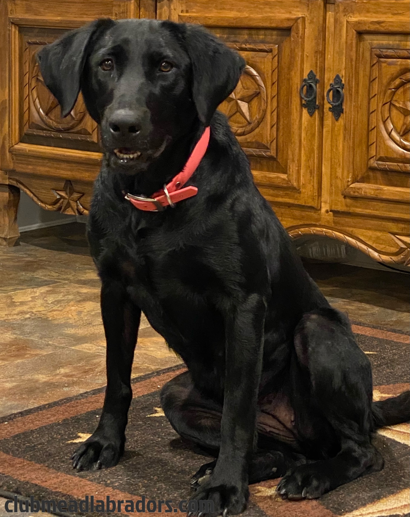 Clubmead's Roadkill Cuisine QFTR | Black Labrador Retriver