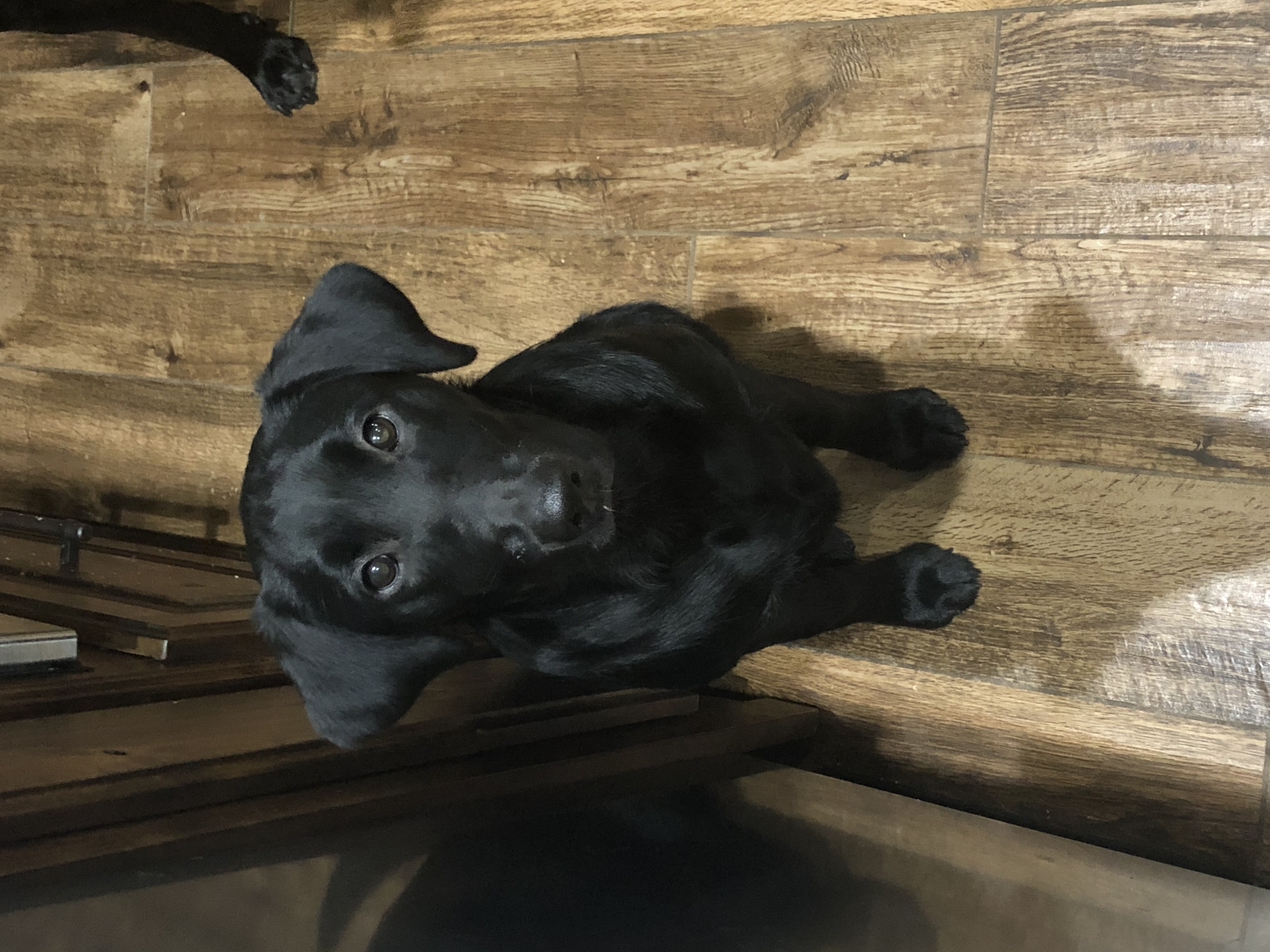 My Boo Ain't Broke | Black Labrador Retriver