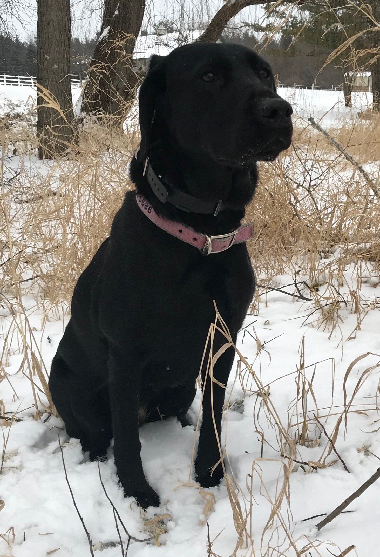 Samson’s Riverside Willow JH | Black Labrador Retriver