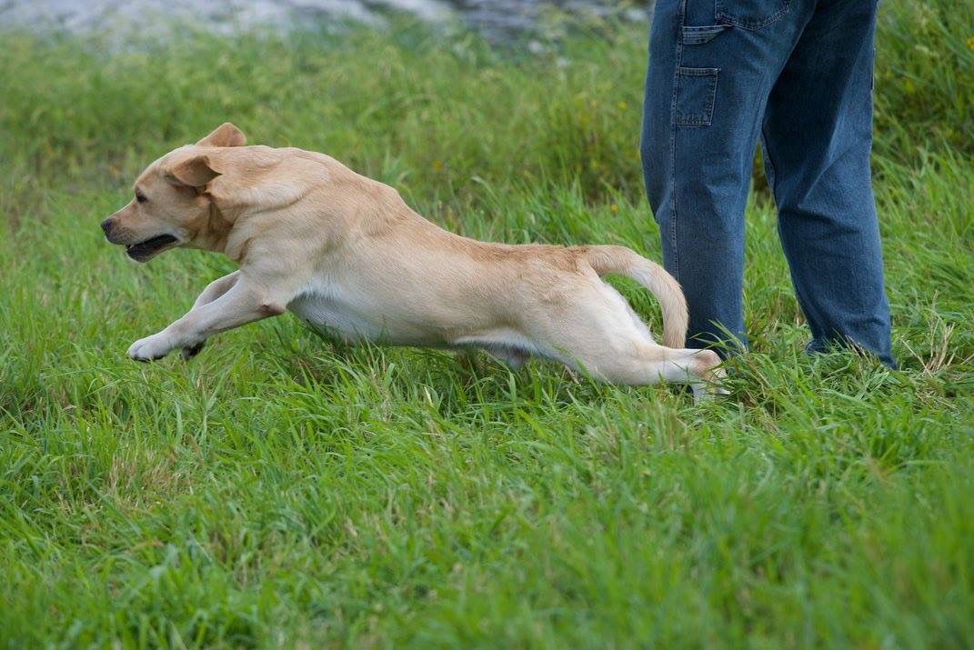 GRCH CH Honorbright Dunn's Marsh Song And Dance SH RA AWC RATCHX5 CZ8P2 | Yellow Labrador Retriver