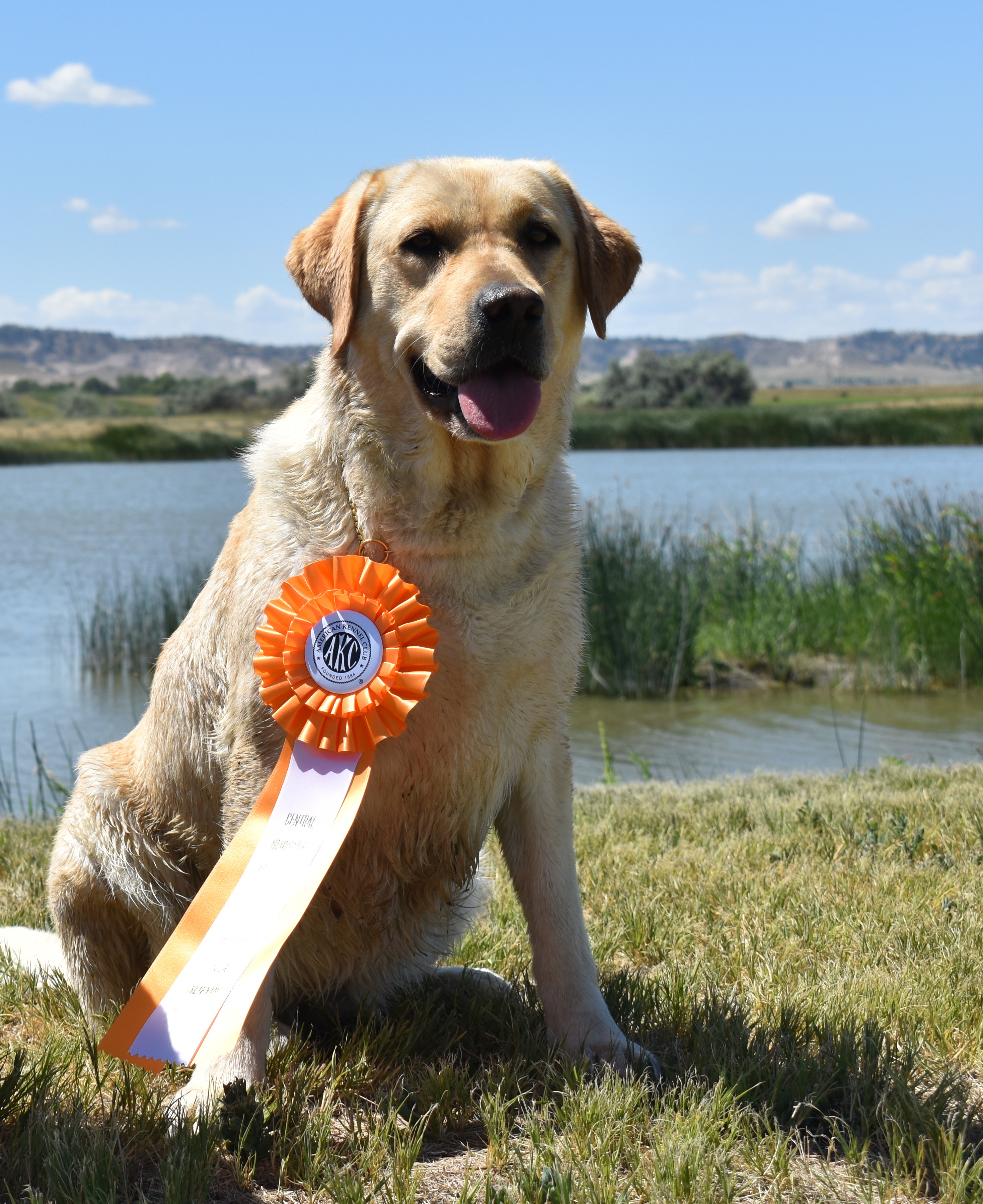 Honadore Chivas Regal CD JH RN NAP NJP TKN CGC | Yellow Labrador Retriver