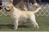 CH SHR Summerset Buoys Nite Out WC | Yellow Labrador Retriver