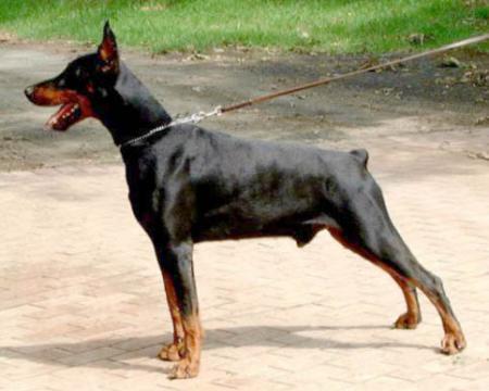 Szultan v.'t Sabbatsveld | Black Doberman Pinscher