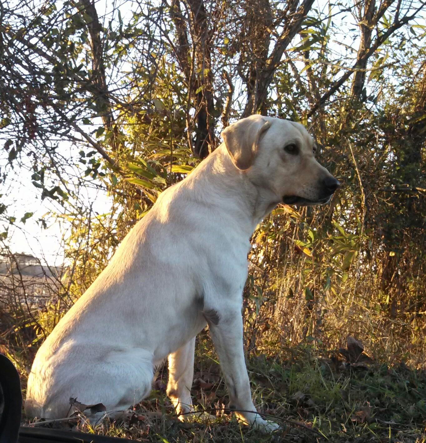 HR Rbr One Hot Mark JH | Yellow Labrador Retriver