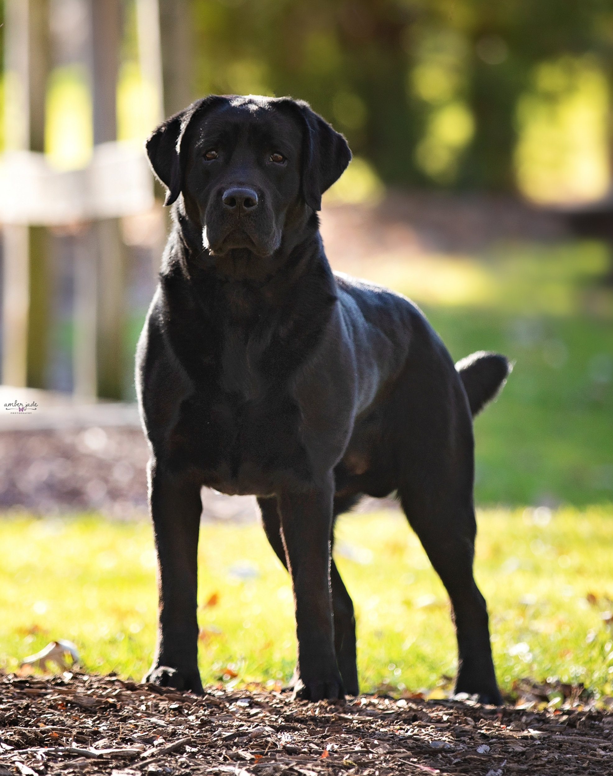 CH, U-GCH, RO1, SHR Rumac's Live At Nachusa JN, RN, BN, CGCA, TKN, FDC, CC | Black Labrador Retriver