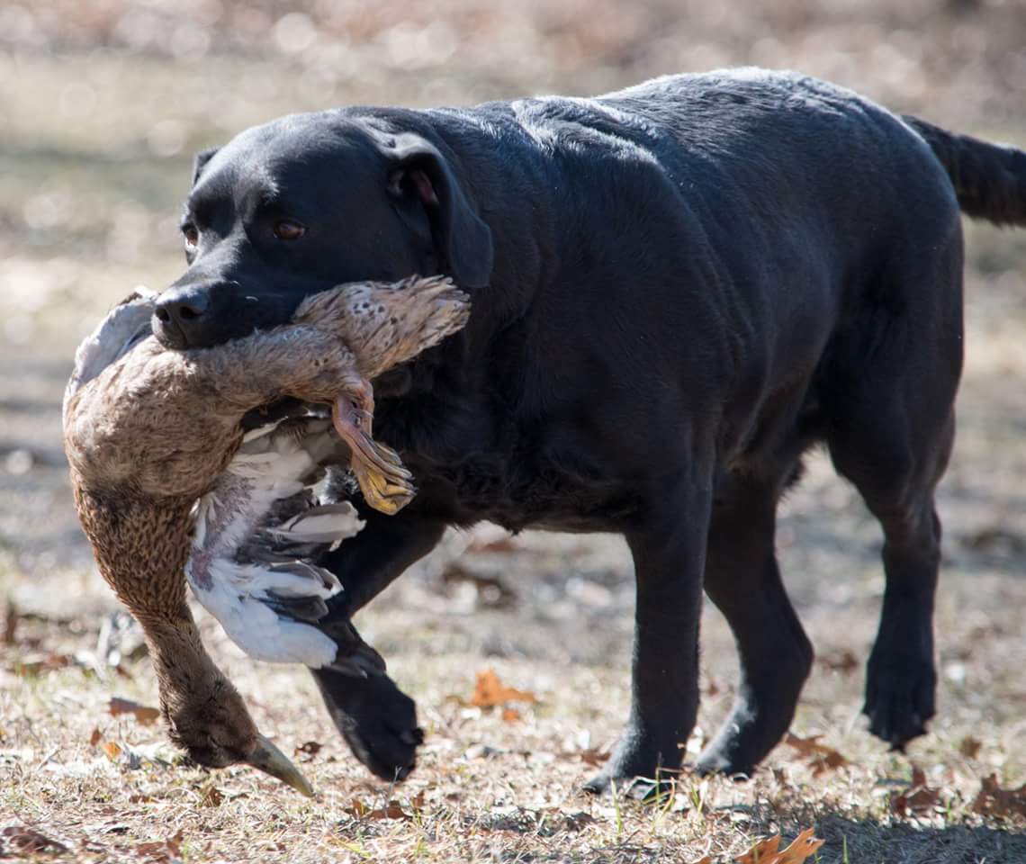 HRCH U-CH R02 Nachusa's Little Black Titan MH, RN, BN, DN, CA, CGA, CC | Black Labrador Retriver