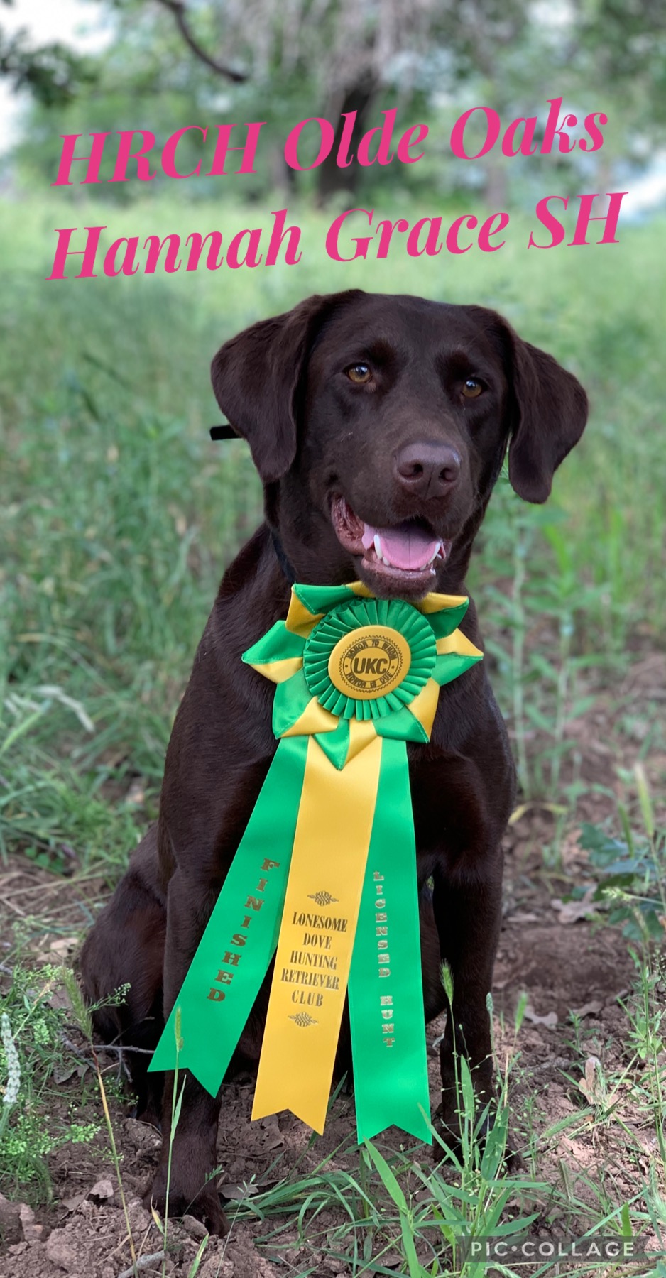 HRCH Olde Oaks Hannah Grace SH | Chocolate Labrador Retriver