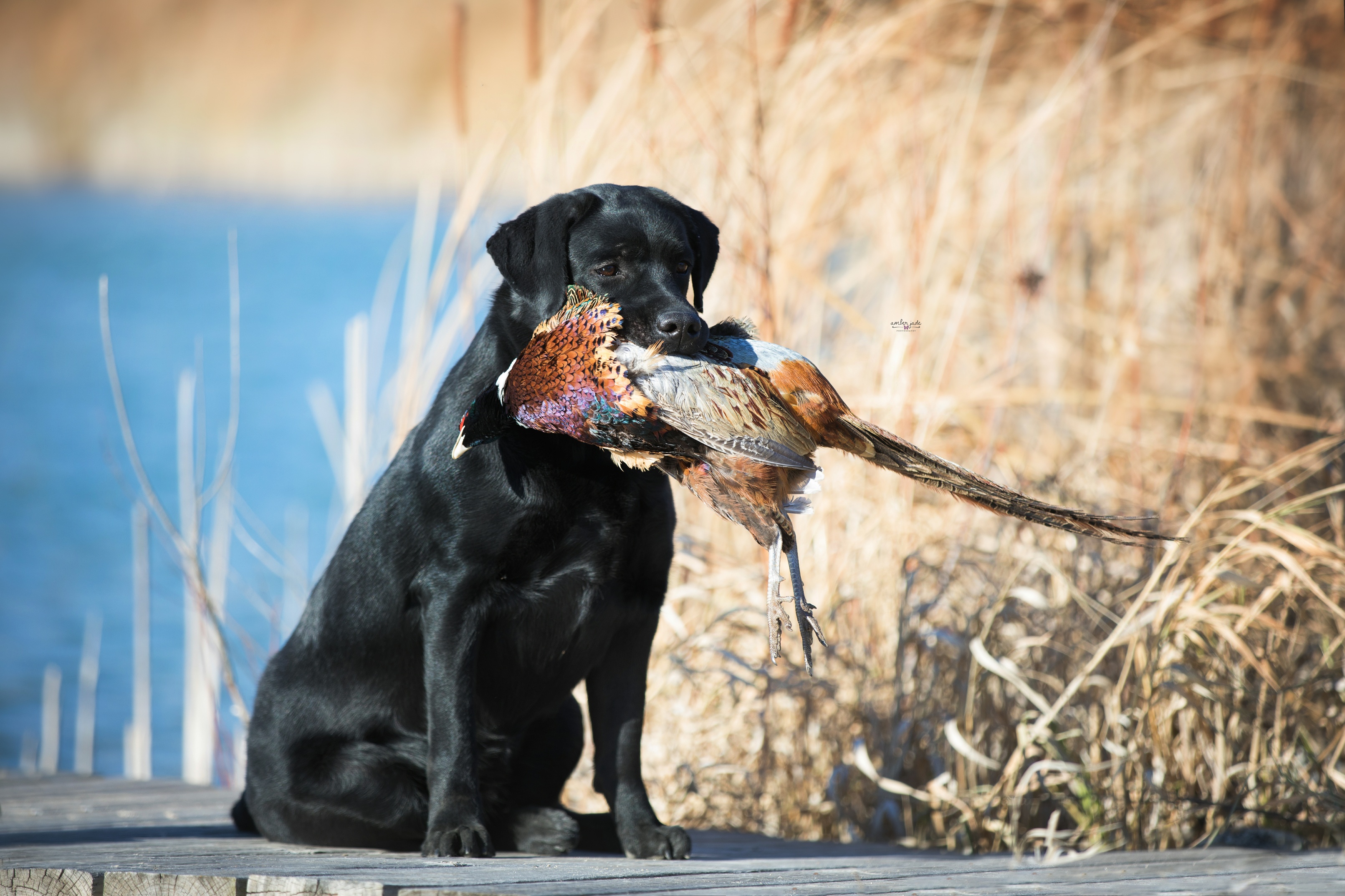 GCHB, UGCH, RO1, SHR Rumac's La Dolce Vita SH, BCAT, WC, CC, CGC, | Black Labrador Retriver