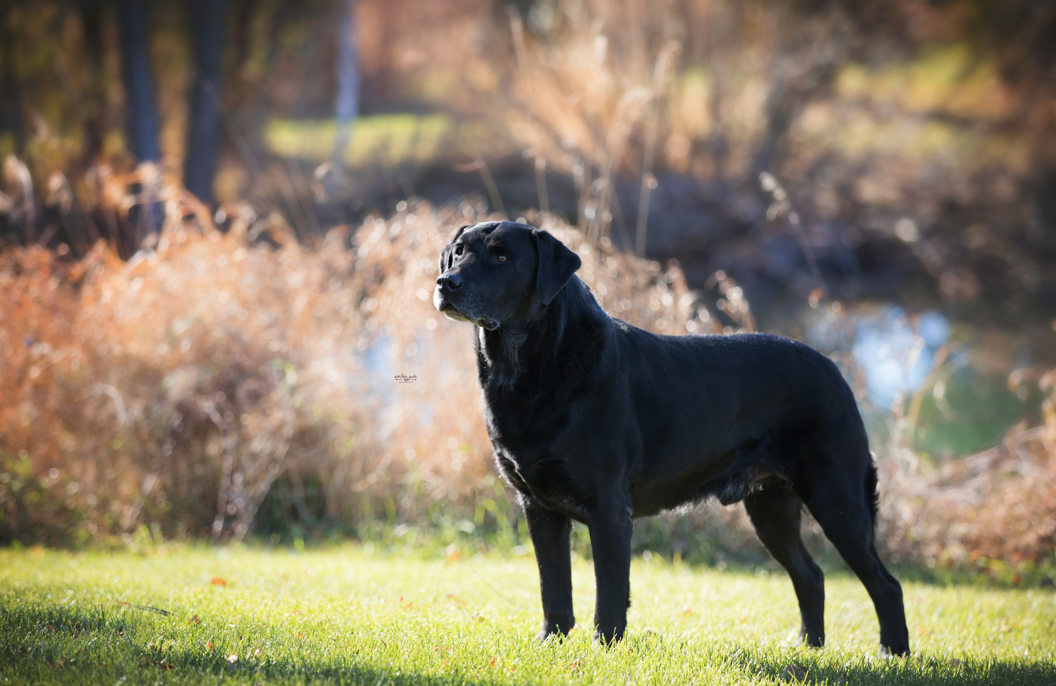 U-CH, RO1, SHR Rock'in Ralphie Ruditys JH< BN, CD, RATO, CGCA, FDC, WC, CC | Black Labrador Retriver