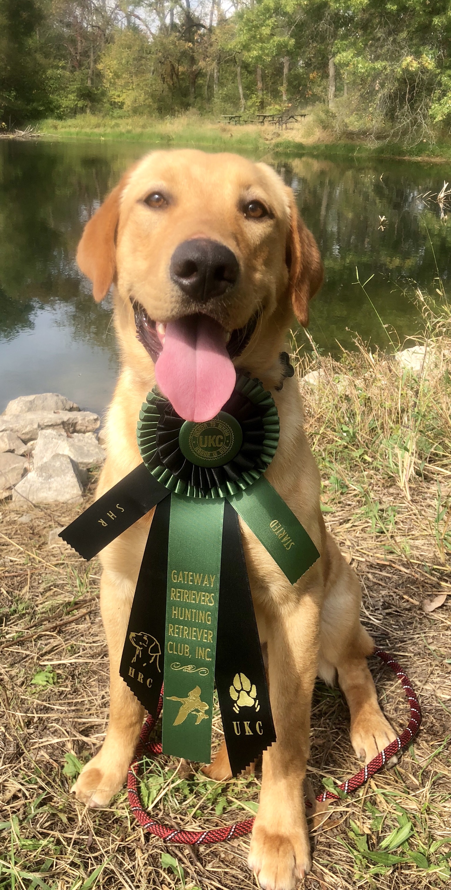 HR Southern Jax | Yellow Labrador Retriver