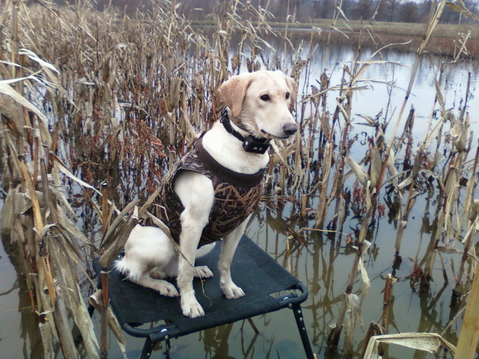 Kalkbrenner’s Koda Tank | Yellow Labrador Retriver