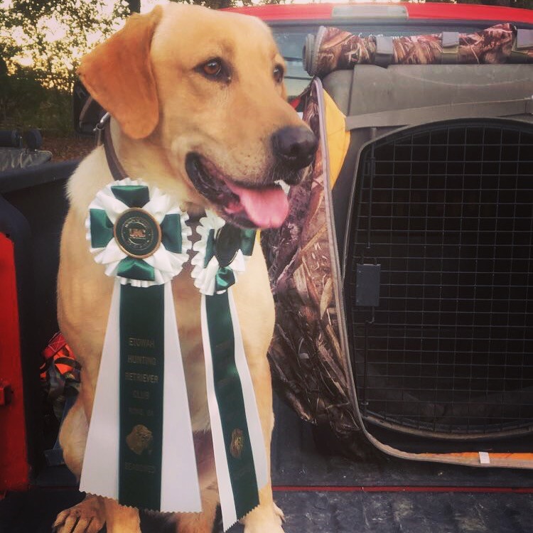 SHR  Rugers Etowah Rivers Run | Yellow Labrador Retriver