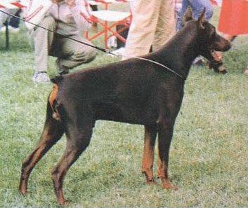 Atlas v. Flandrischen Löwen | Brown Doberman Pinscher