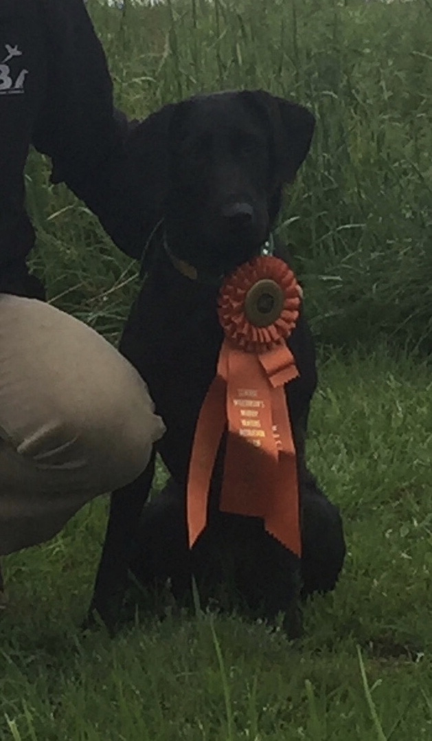 Sugar Rivers Packin’ A Punch MH | Black Labrador Retriver