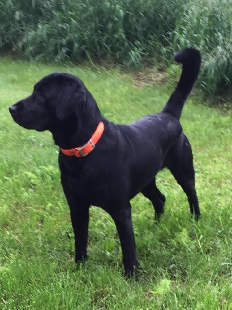 Young William Wallace of BPK | Black Labrador Retriver