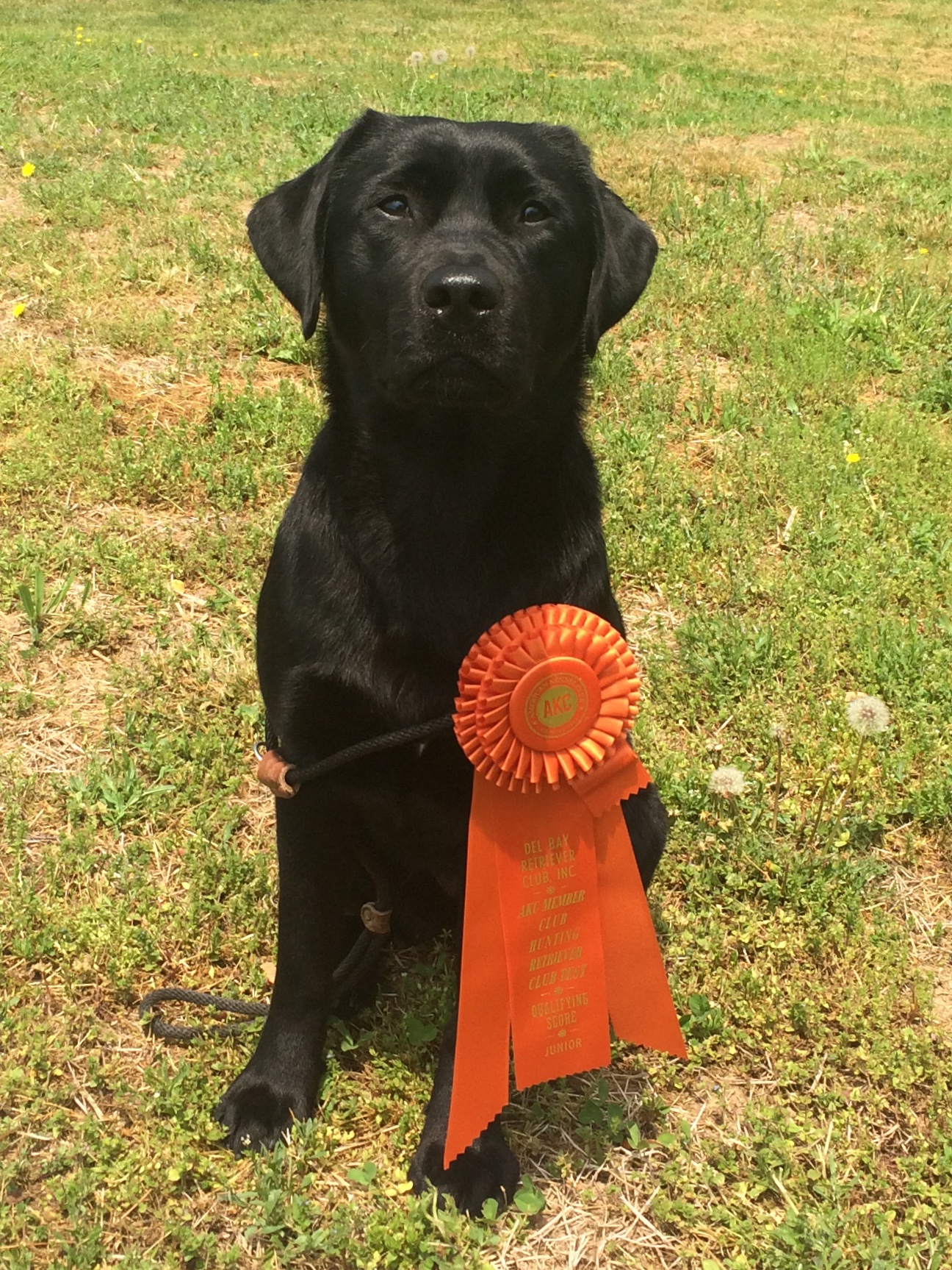 Redmark Grace of Austin SH | Black Labrador Retriver