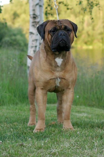 Vladyka Moskovii Leading Flame | Bullmastiff 