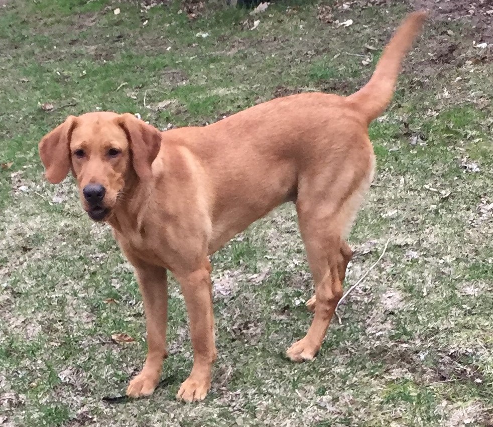 Young Pretty Penny Of Torg | Yellow Labrador Retriver