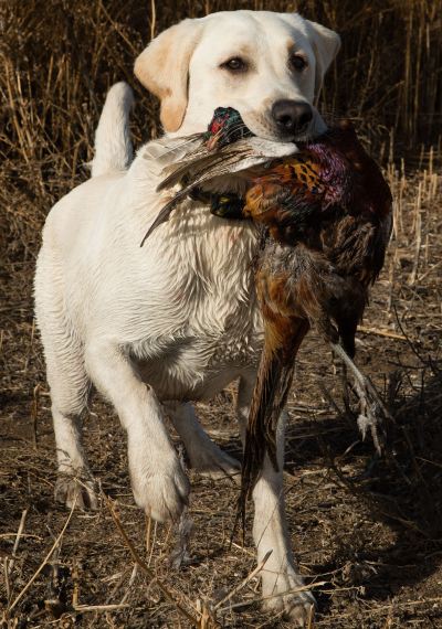 Natl CH Mergansers Hawkeye Gruden MH, WC | Yellow Labrador Retriver