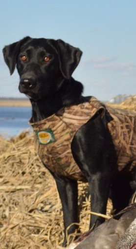 HR Joe’s Ain’t Whistlin Dixie | Black Labrador Retriver