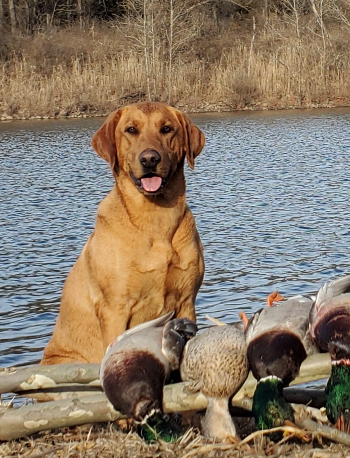 Rhr First Lady Miss Barley | Yellow Labrador Retriver