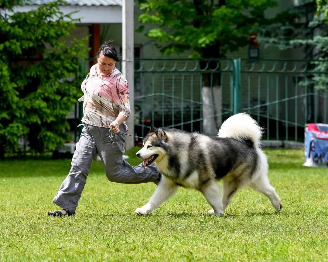 MAZURSTAR VEGAS | Alaskan Malamute 