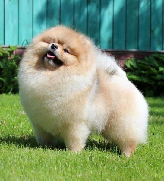 POMSTYLE INCREDIBLE ROCK-N-ROLL | German Spitz 