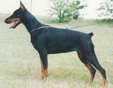 Orana v.'t Sabbatsveld | Black Doberman Pinscher