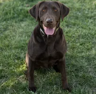 SHR Rock Branch Keepin The Dream Alive JH | Chocolate Labrador Retriver