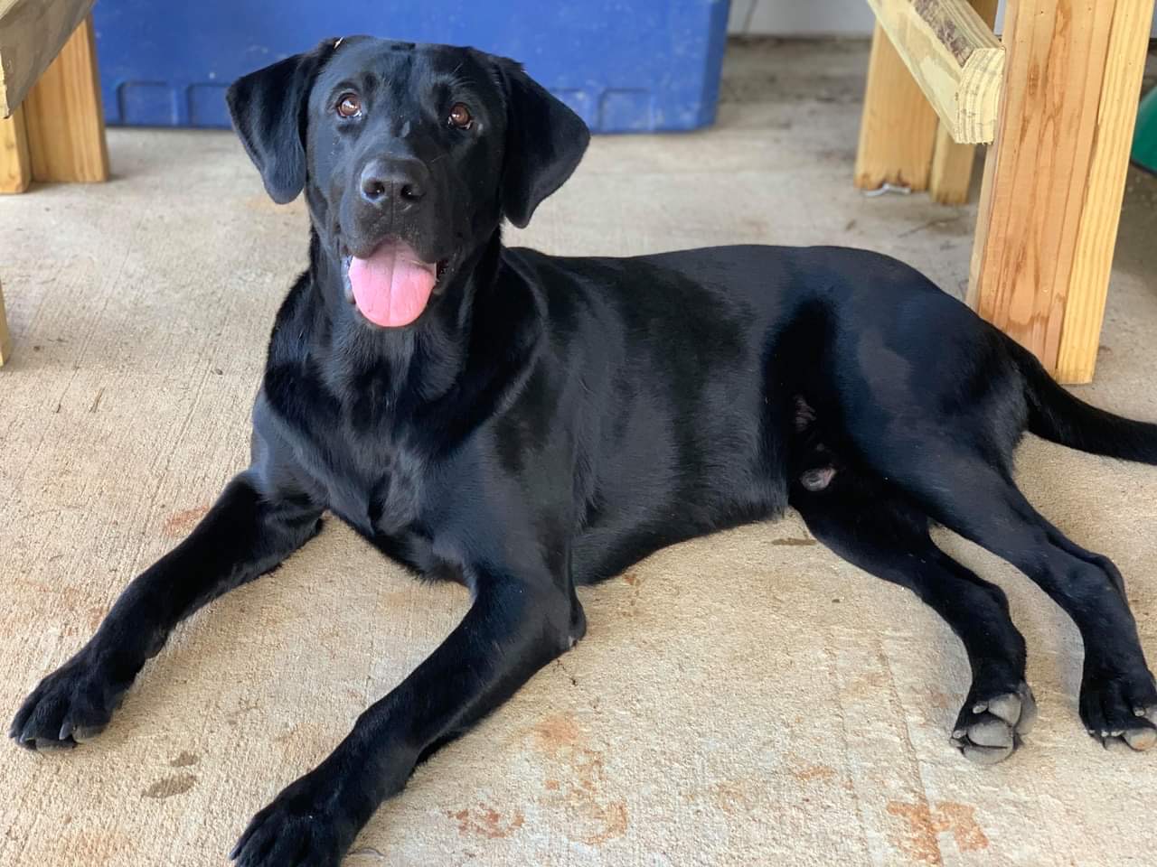 SHR Steeds Winged Draike | Black Labrador Retriver