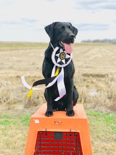 SHR Steeds Winged Draike | Black Labrador Retriver