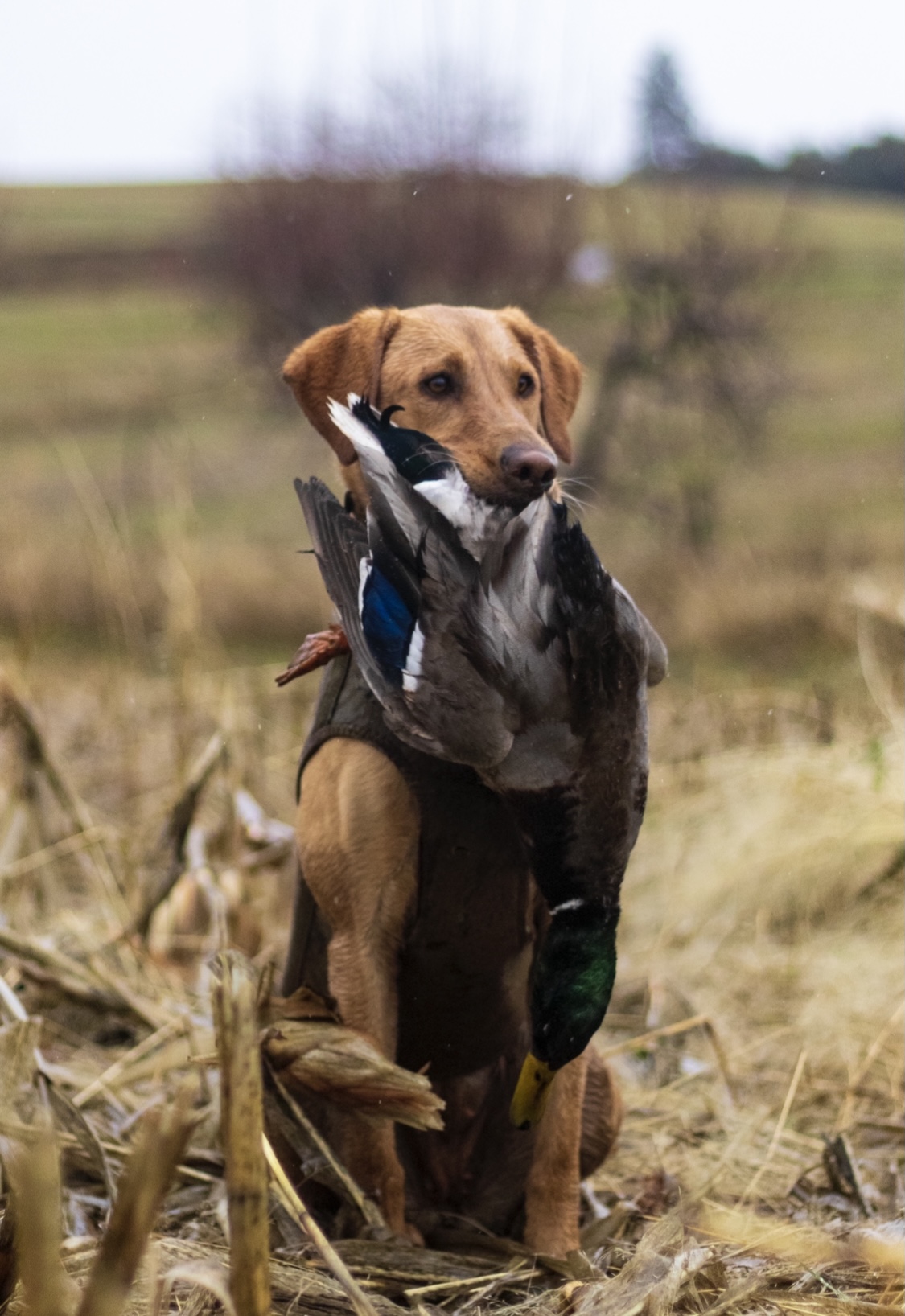 High Voltage Hundchen CGC TKN | Yellow Labrador Retriver