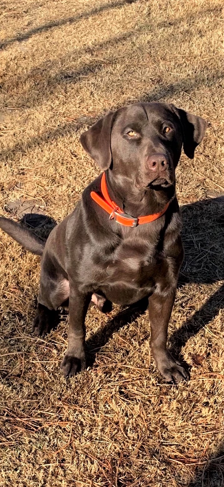 WyngMaster Ragin' Bull Moose | Chocolate Labrador Retriver