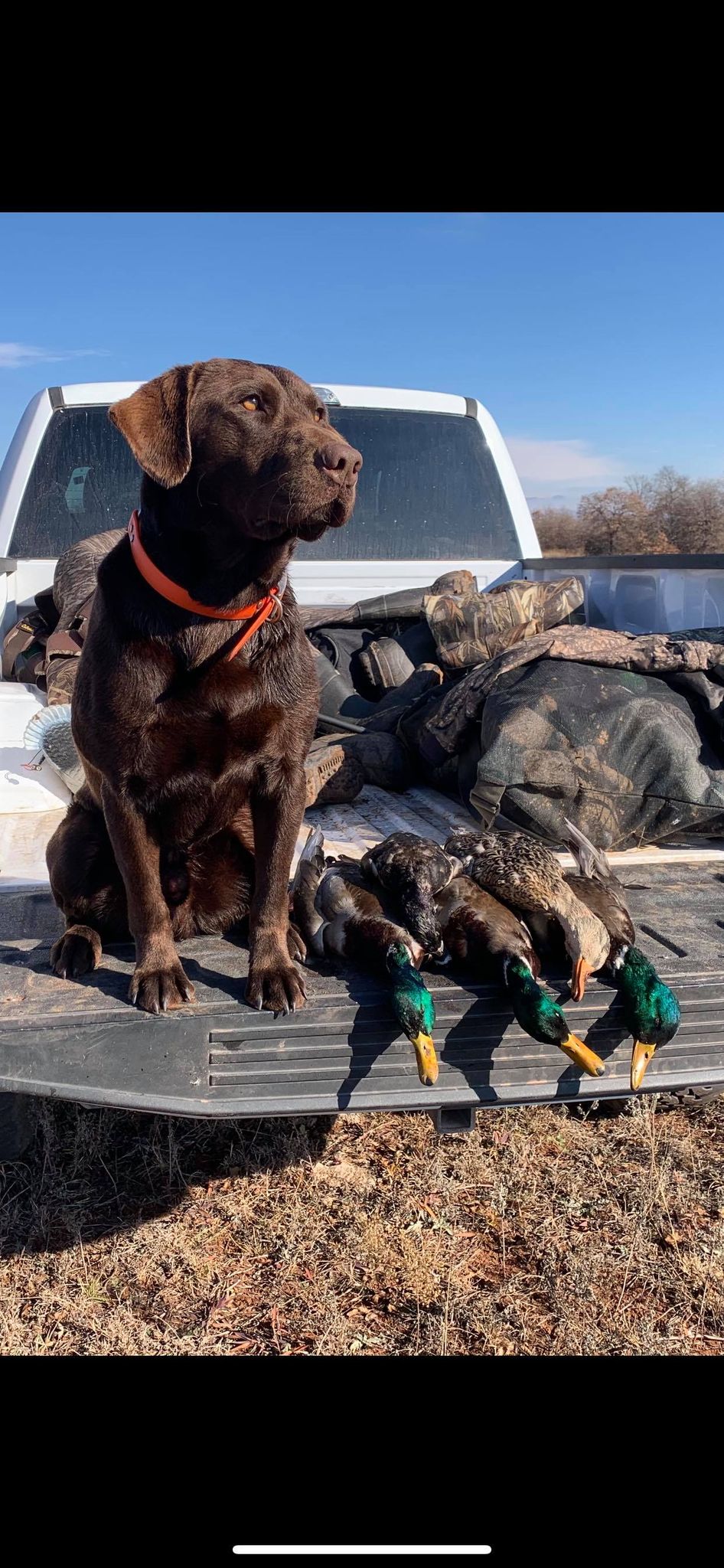 WyngMaster Ragin' Bull Moose | Chocolate Labrador Retriver