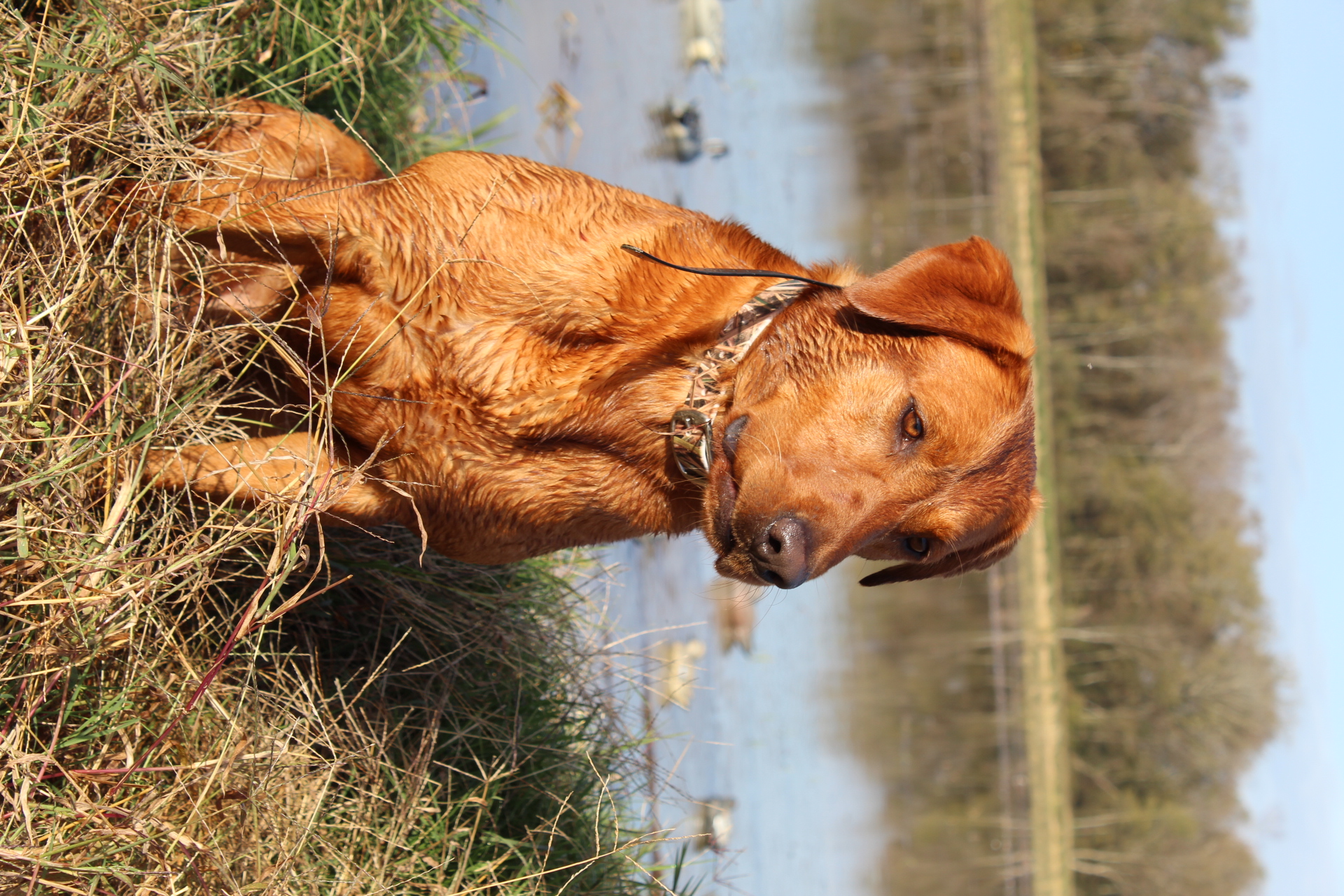 Circle N Farms Famous Rusty Red Trigger  MH | Yellow Labrador Retriver