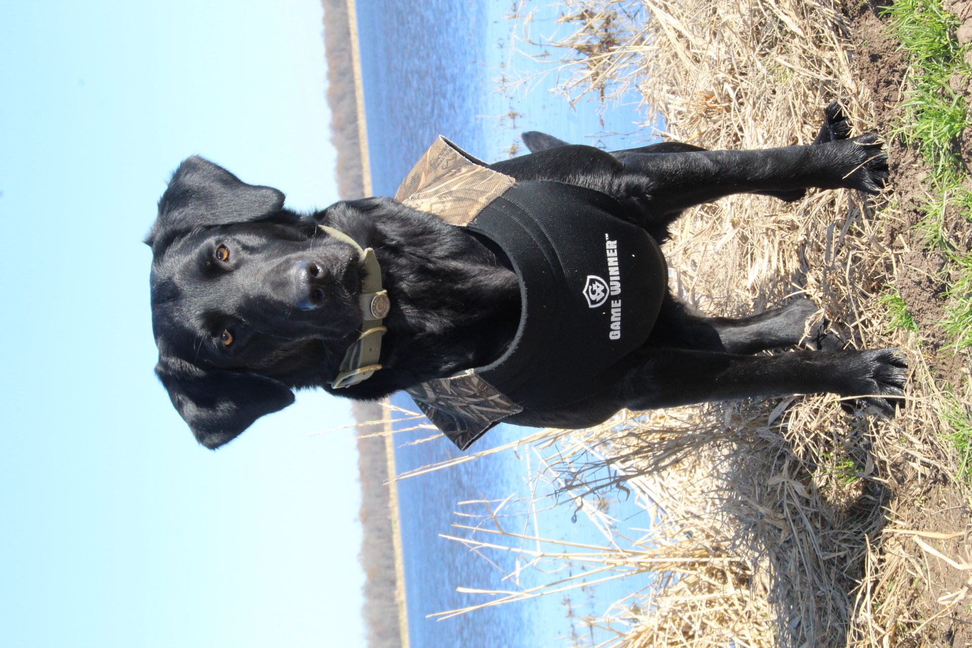 Chase’s Queen Of The Delta SH | Black Labrador Retriver