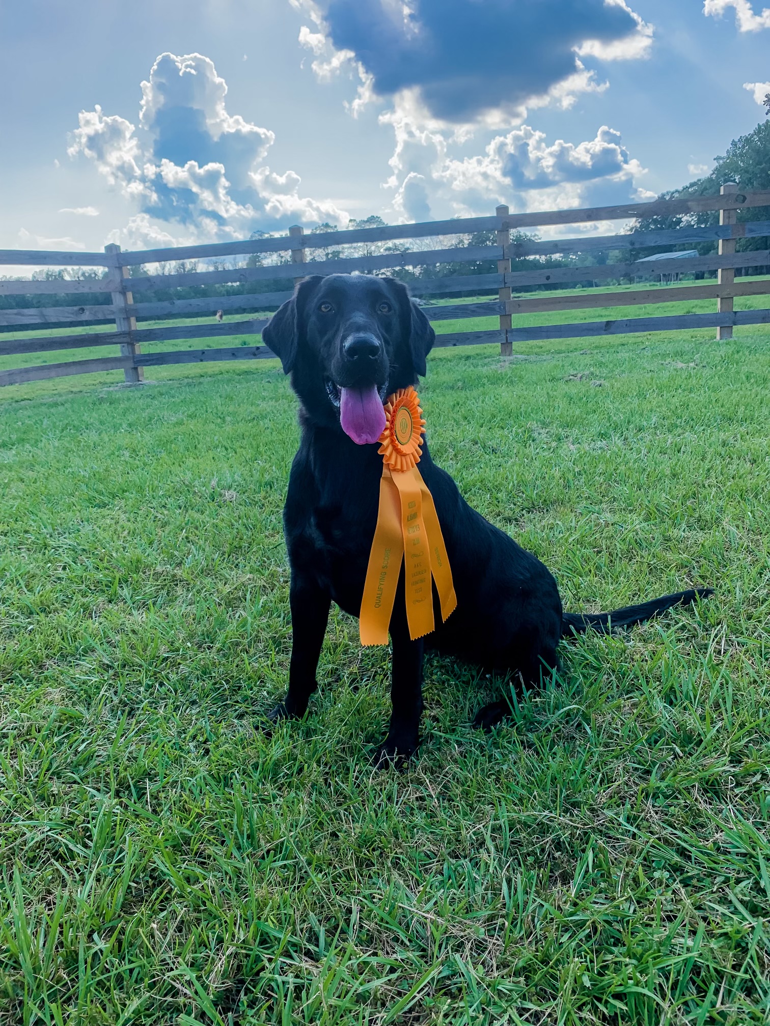 Chase’s Queen Of The Delta SH | Black Labrador Retriver