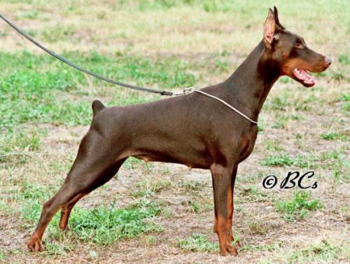 Wallis v.h. Wantij | Brown Doberman Pinscher