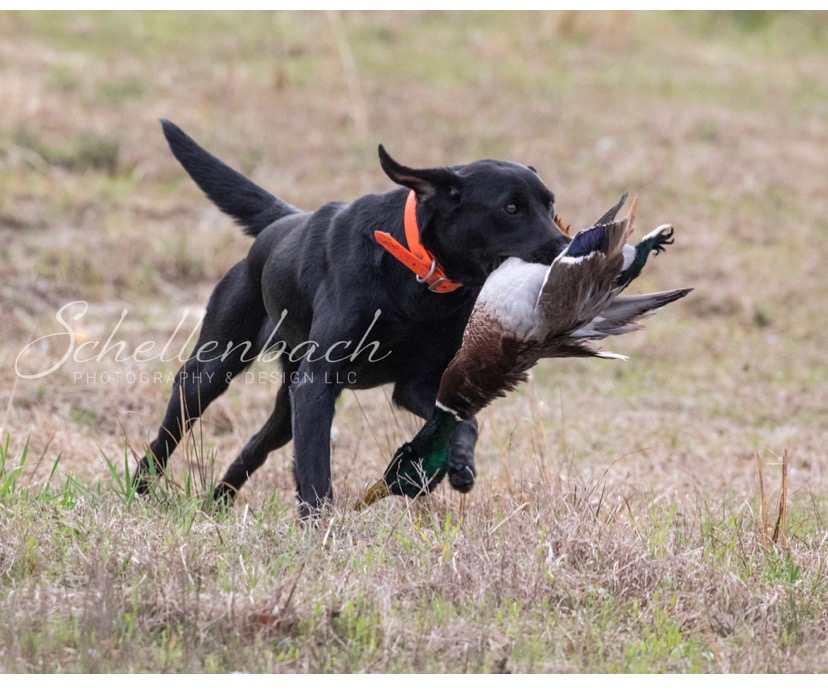 HRCH Colaparchee Kill Switch | Black Labrador Retriver