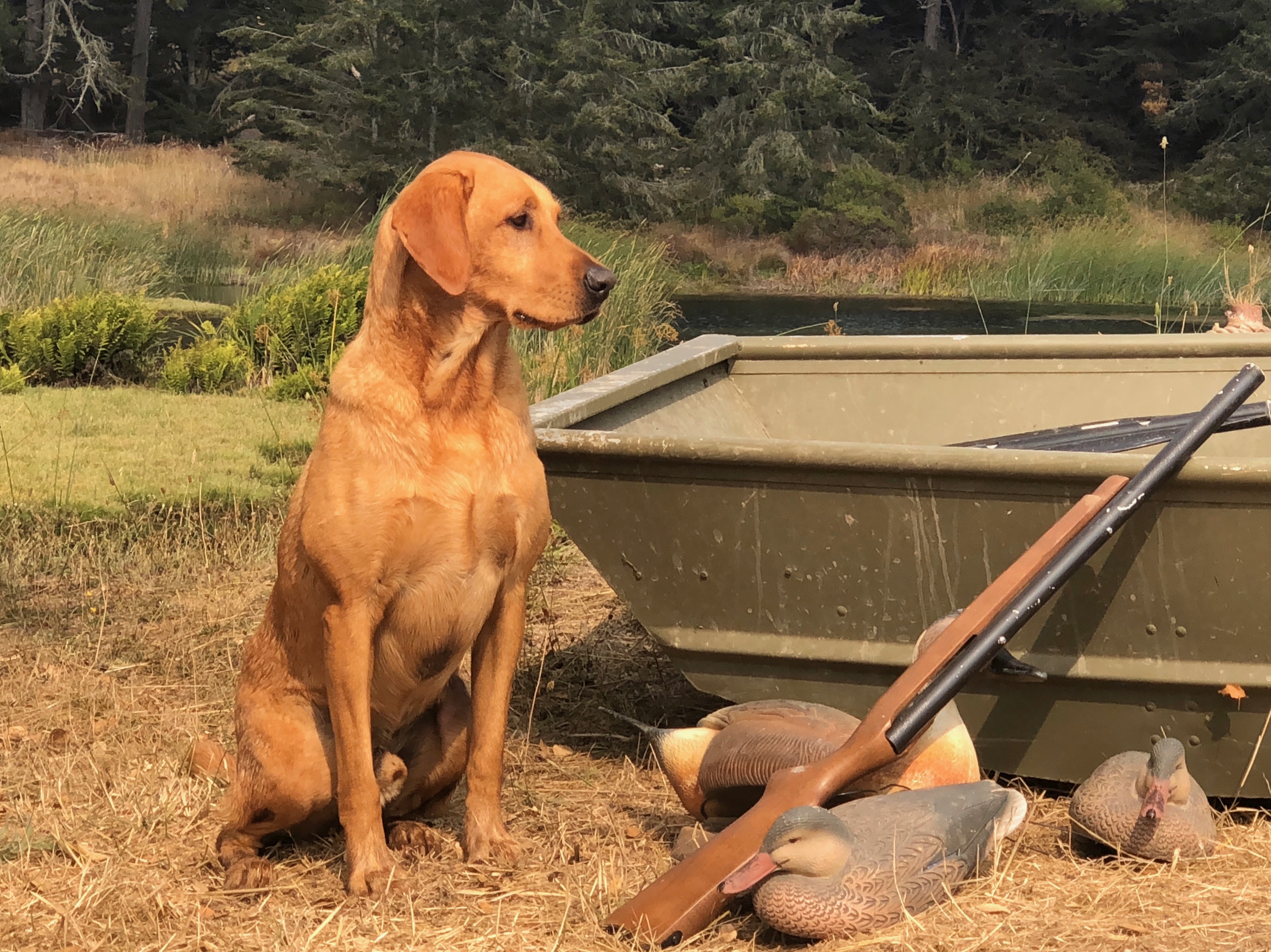 Trinity's Ebonstar Ace Red Baron JH SH CGC CD | Yellow Labrador Retriver